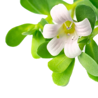 Bacopa Monnieri