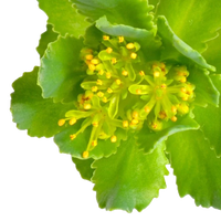 Rhodiola Rosea