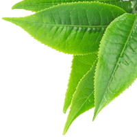 L-Theanine